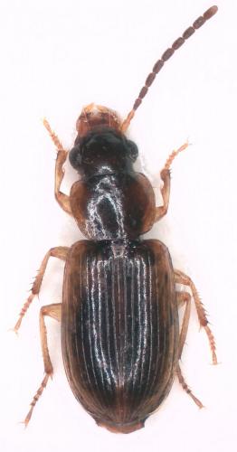 Réf. 285 402 : Acupalpus dubius